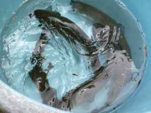 黒川水産